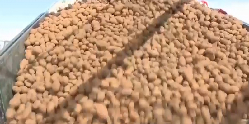 В Алматинской области возрождают промышленное картофелеводство