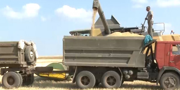 Ақмола облысының диқандары егін орағына кірісті