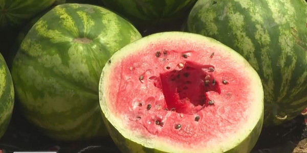 Қызылордада маусым айында 21 адам қарбыздан уланған