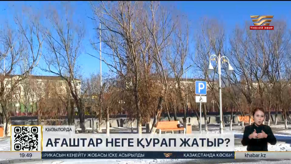 Қызылордалықтарды қураған ағаштар алаңдатып отыр