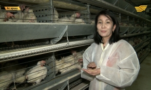 &laquo;Ас арқау&raquo;. Бекірені қолда өсірудің пайдасы көп