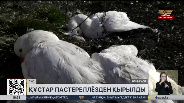 СҚО-да үй құстарының неден қырылғаны белгілі болды