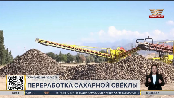 Рекордный  урожай сахарной свёклы ожидают фермеры Жамбылской области
