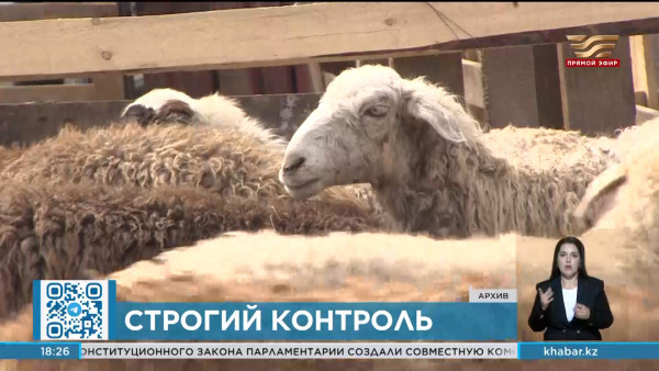 За пунктами забоя животных будет следить СЭС в дни Курбан айта