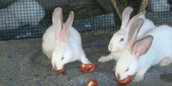 Түркістан облысында зейнеткер қоянның еуропалық тұқымын өсіріп отыр