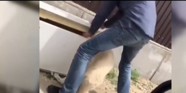 Душившего собаку дверцей холодильника задержали в Атырауской области