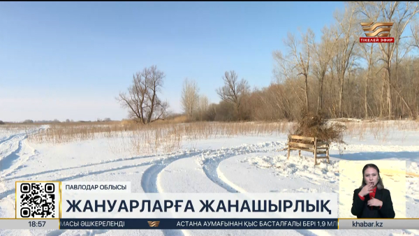 Павлодар облысында орманшылар аң-құсты қолдан азықтандырып жатыр