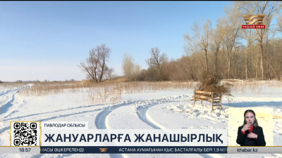 Павлодар облысында орманшылар аң-құсты қолдан азықтандырып жатыр