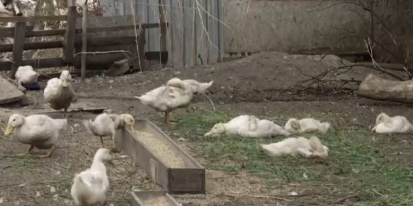 Қарағанды облысындағы үш ауылда құс тұмауына байланысты ресми карантин жарияланды