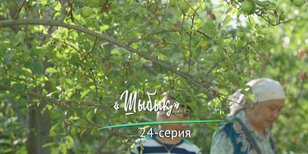 &laquo;Шашу&raquo;. &laquo;Шыбық&raquo; 24-серия