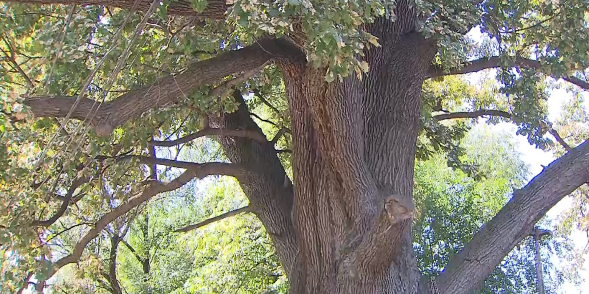 Порно видео: Өзінің еркіне қарсы аузына кірген
