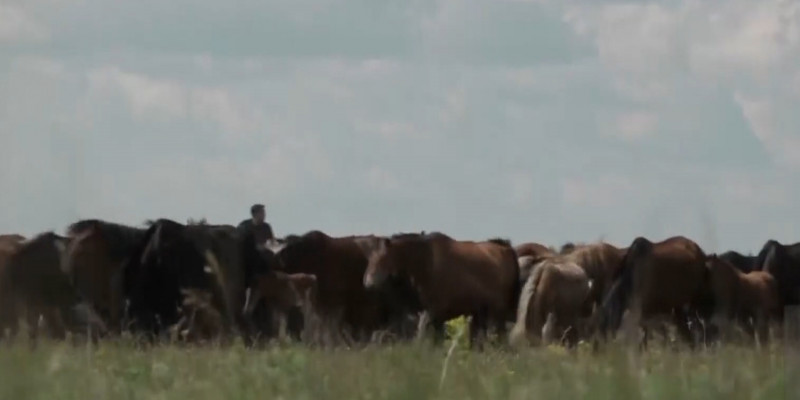 Жители сёл вынуждены продавать свой скот на Севере Казахстана
