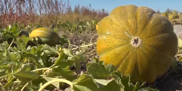 Аграрии ВКО жалуются на проблемы с поливом сельхоз угодий