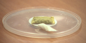 В Казахстане запретили продажу снюсов