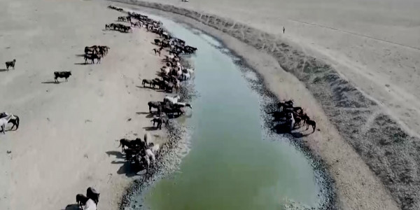 БҚО-дағы Жаңақала ауданы төрт түлікке беретін су таппай отыр