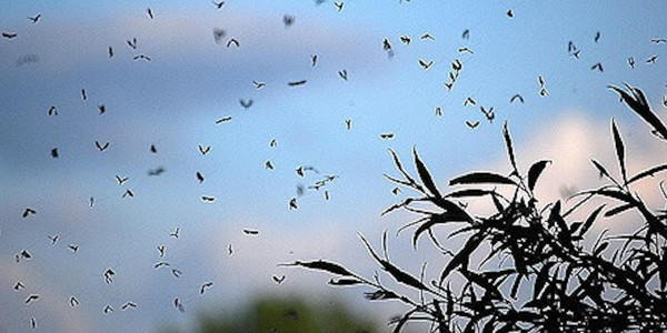 ШҚО тұрғындары шыбын-шіркейден көз ашпай отыр