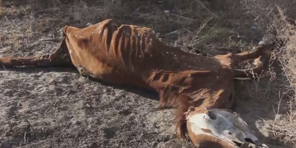 Жаңақорған ауданында жылқылардың неден қырылғаны анықталып жатыр