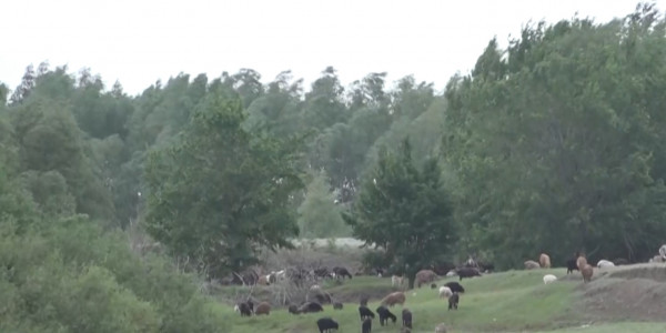 Животноводы Западного Казахстана обеспокоены нехваткой пастбищных земель