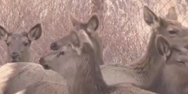 Алматы облысы кәсіпкерлерінің бірі марал шаруашылығын дамыту ісін қолға алды