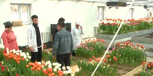 Новый сорт тюльпанов разрабатывают туркестанские ученые