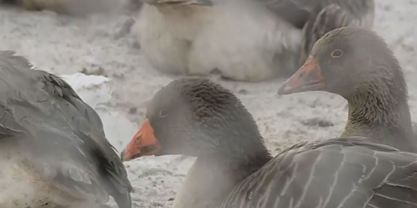 Қостанай облысында құс тұмауынан зардап шеккен елді мекендер өтемақы алу