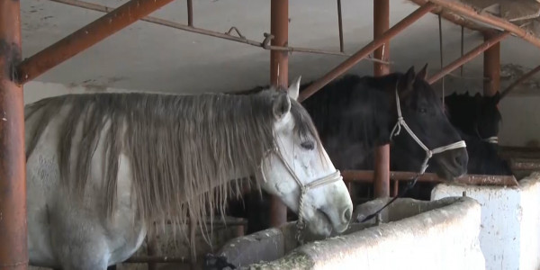 Мал ұрлап, оңай олжаға кенелгісі келетіндер азаймай тұр