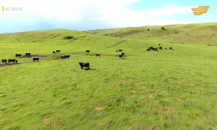 &laquo;Ас арқау&raquo;. Ет экспортын еселейтін жоба