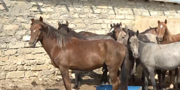 Маңғыстаулықтарға 400 млн теңге субсидия беріледі