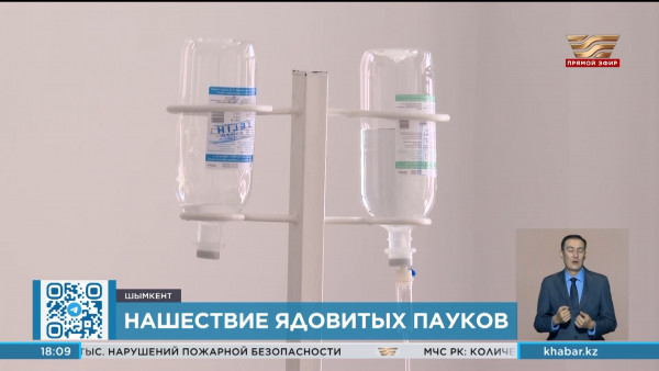 Нашествие каракуртов наблюдается в Шымкенте