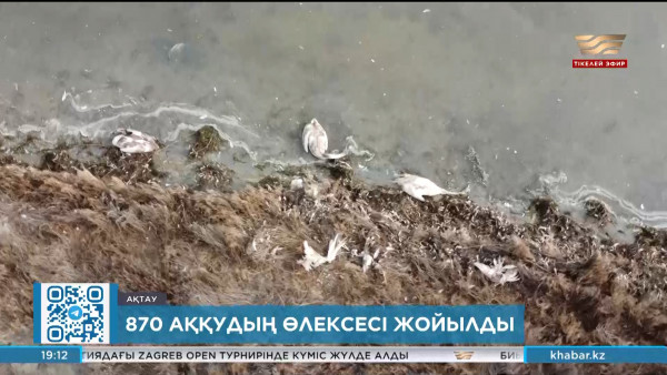 Қаракөлдегі аққулар өлімі: карантин енгізілмейді