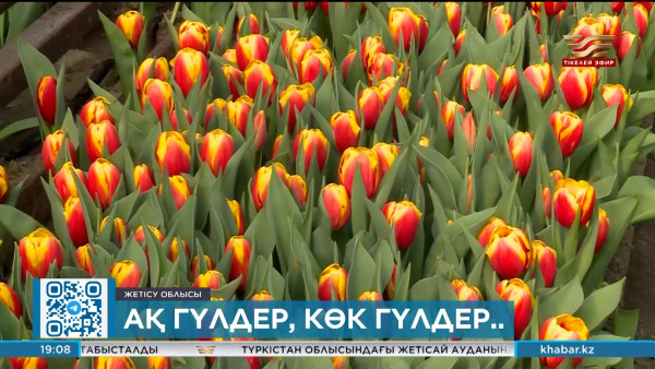 Жетісу облысының тұрғыны 30 мың түп қызғалдақ өсірді