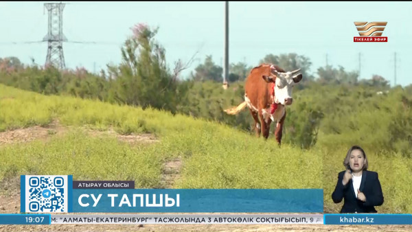 Атырау облысында төрт түлікке су жетпей жатыр