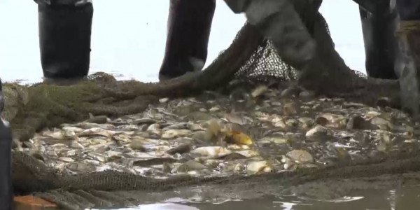 Ущерб на 13 млрд тенге нанесли государству браконьеры