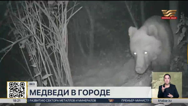 Медведи продолжают выходить к людям в Восточном Казахстане