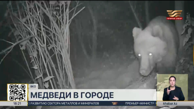Медведи продолжают выходить к людям в Восточном Казахстане