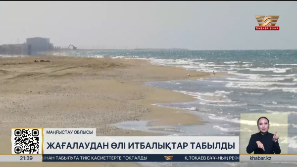 Каспий жағасында 200-ге жуық өлі итбалық табылды