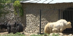 В зоопарке Алматы идет повторное расследование гибели животных