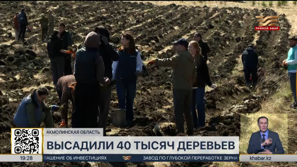 40 тысяч саженцев высадили в лесном хозяйстве «Букпа»