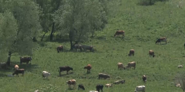 Мажилисмены рассмотрели законопроект по использованию пастбищ