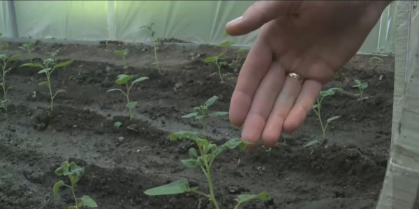 Учёные ВКО создают сорта скороспелого картофеля