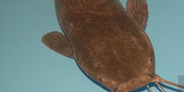 Почему казахстанцы едят мало рыбы?