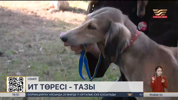 Семейде қазақы құмай тазыларға арналған көрме өтті