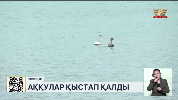 Павлодарда бір топ аққу қыстап қалды