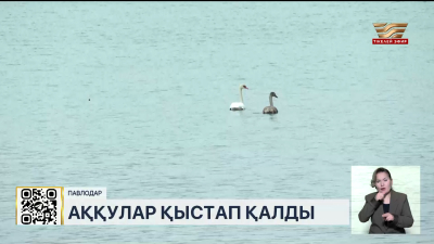 Павлодарда бір топ аққу қыстап қалды