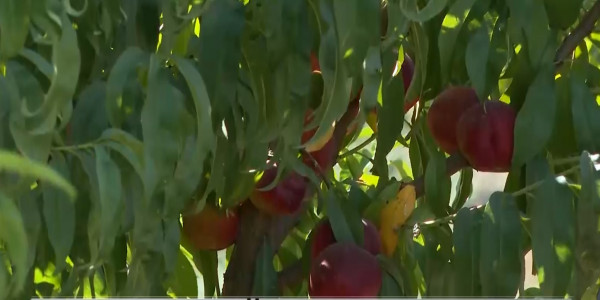 Жамбылский фермер начал культивировать особый сорт персика