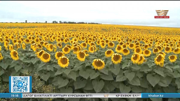 Отандық күнбағыс өндірушілері табыстан қағылуы мүмкін