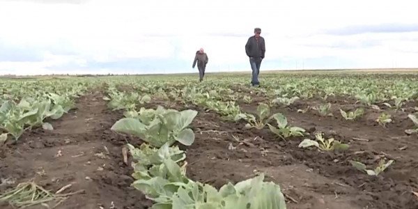 В зоне рискованного земледелия фермеры намерены развивать овощеводство
