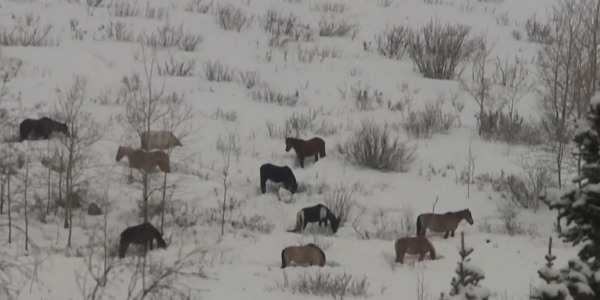 В ВКО мараловодам планируют выделить больше 3 тысяч гектаров земли