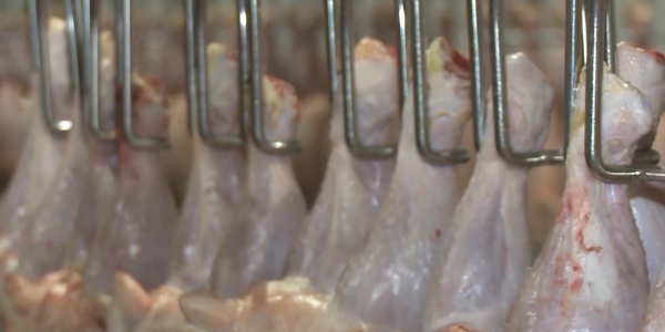 В Актобе птицефабрики не покрывают потребности региона