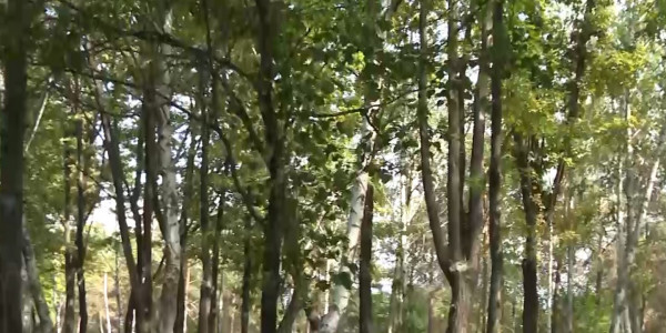 Десятки тысяч деревьев в Алматы находятся в аварийном состоянии